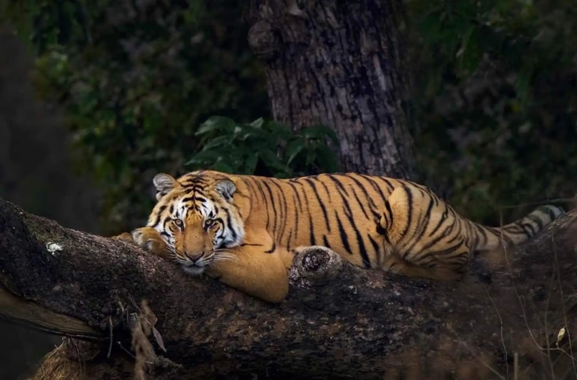 Jim Corbett Tour from Delhi: Safari and Nature Retreat 2 Days Tour With 4 Star Hotel